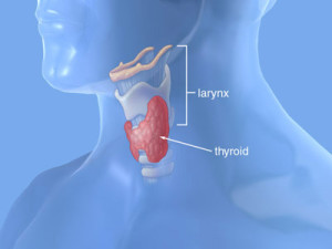 Thyroid Gland