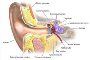Ear Anatomy