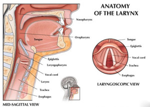 Anatomy of the Larynx with Laryngoscopical View