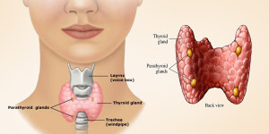 Thyroid Gland Graphic