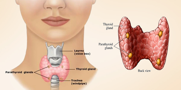 thyroid (Thyroidectomy & Parathyroidectomy Surgery)