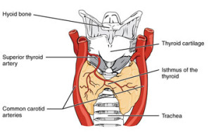 Thyroid Graphic Close-Up