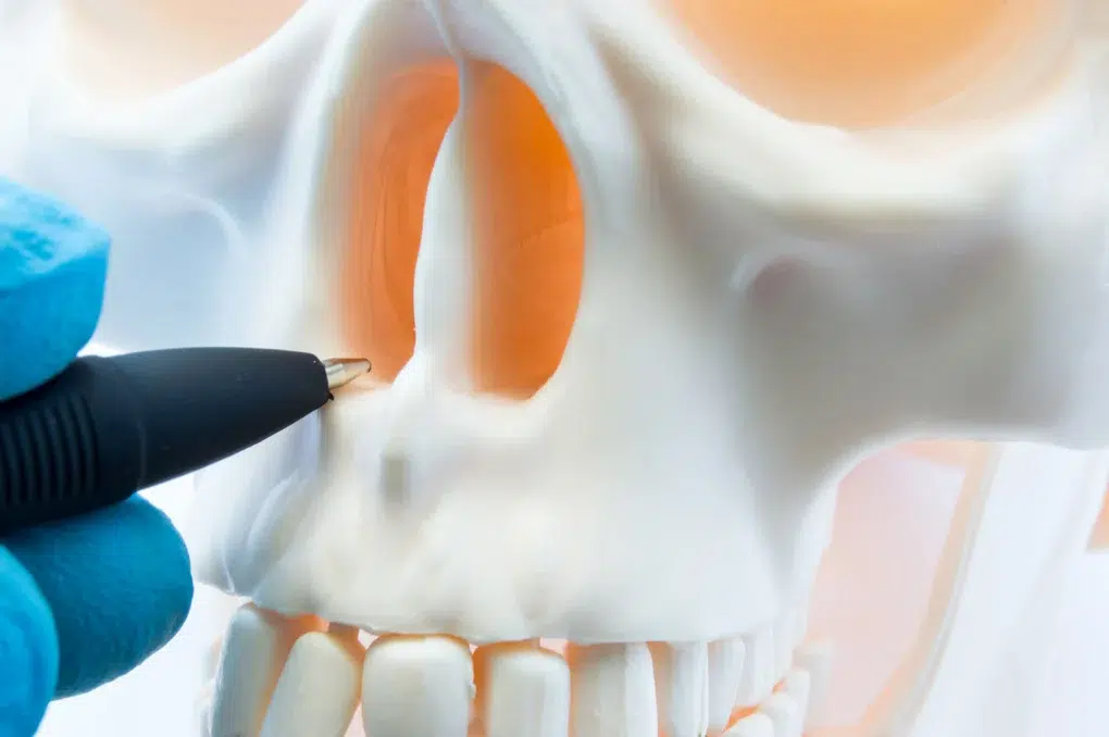 docotor showing patient nasal passage on skull